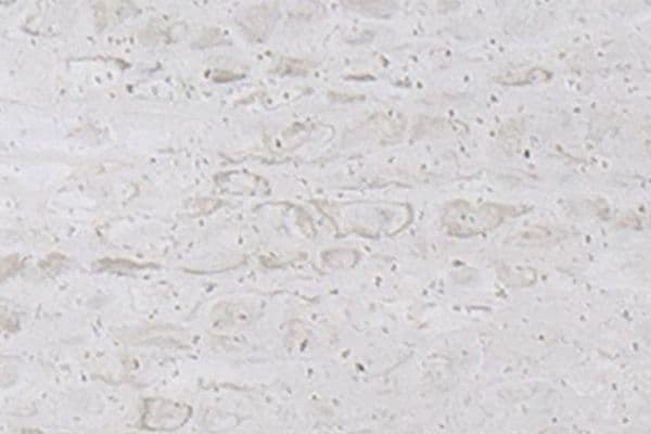 Образец камня Bianco Classico (ST-302)