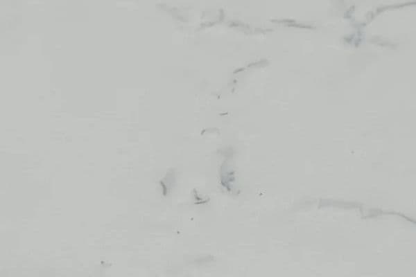 White Carrara (912) — текстура камня White Carrara (912) — текстура камня